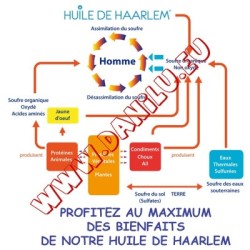 HUILE DE HAARLEM